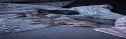 Sphynx cats for sale: Kitten in Rotherham - Advert 9