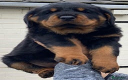 Rottweiler dogs for sale: Quality Rottweiler puppies - Image 5