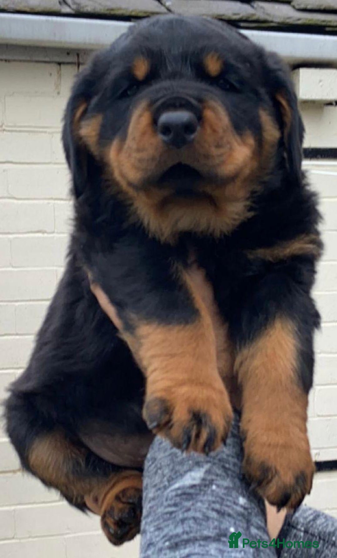 Rottweiler dogs for sale: Quality Rottweiler puppies - Image 5