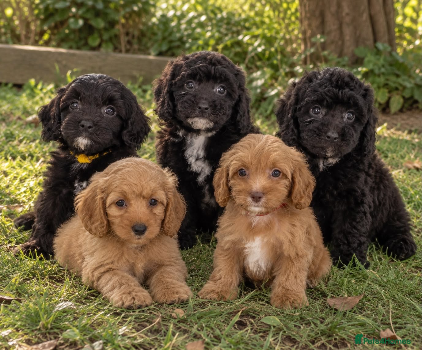 Cavapoo dogs DNA health tested Beautiful F1b Cavapoos - Advert 6
