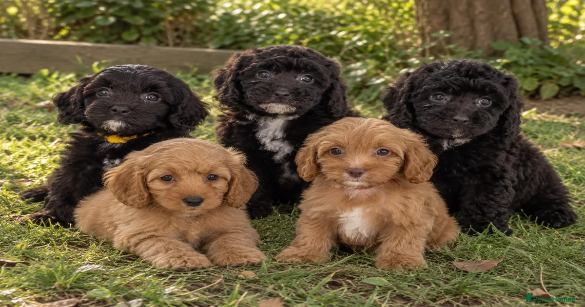 Learning dog Puppies for sale | Pets4Homes