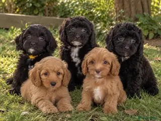 Cavapoo dogs DNA health tested Beautiful F1b Cavapoos - Advert 6