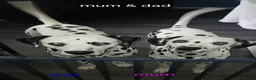 Dalmatian dogs for sale: 10 + dalmatian puppies, due beginning of october,  - Advert 5
