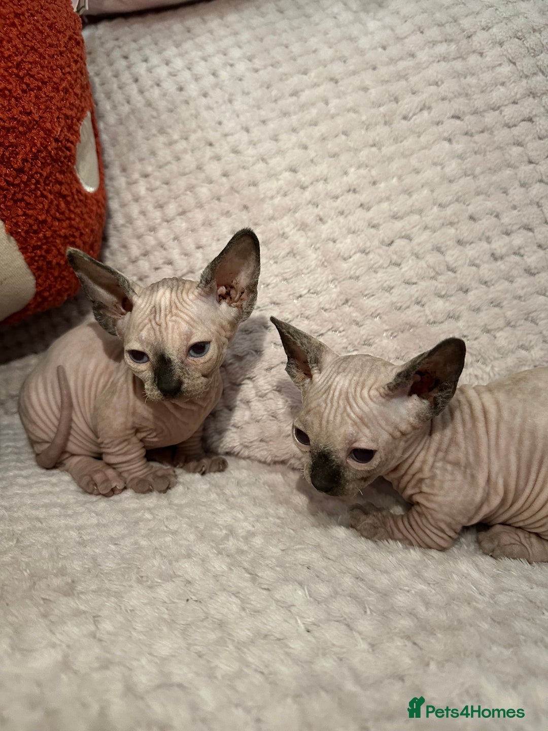 Sphynx cats for sale: Bambino kittens Ready now! - Advert 4