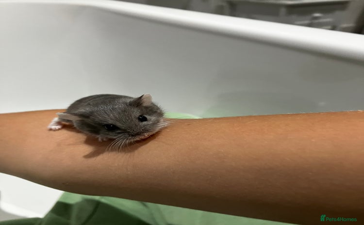Hamster rodents - Advert 1
