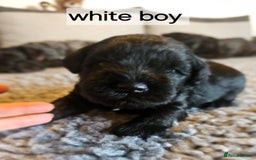Miniature Schnauzer dogs for sale: Miniature Schnauzer puppies - Image 8
