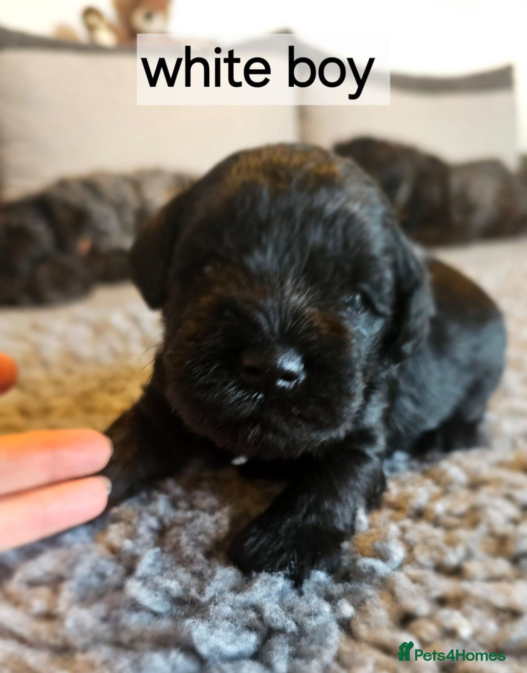 Miniature Schnauzer dogs for sale: Miniature Schnauzer puppies - Image 8