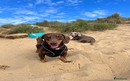 Miniature Dachshund dogs for sale: Loving Pair of Mini Dachshunds 🐶 🐶  - Image 4