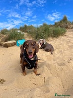 Miniature Dachshund dogs Loving Pair of Mini Dachshunds 🐶 🐶 - Advert 3