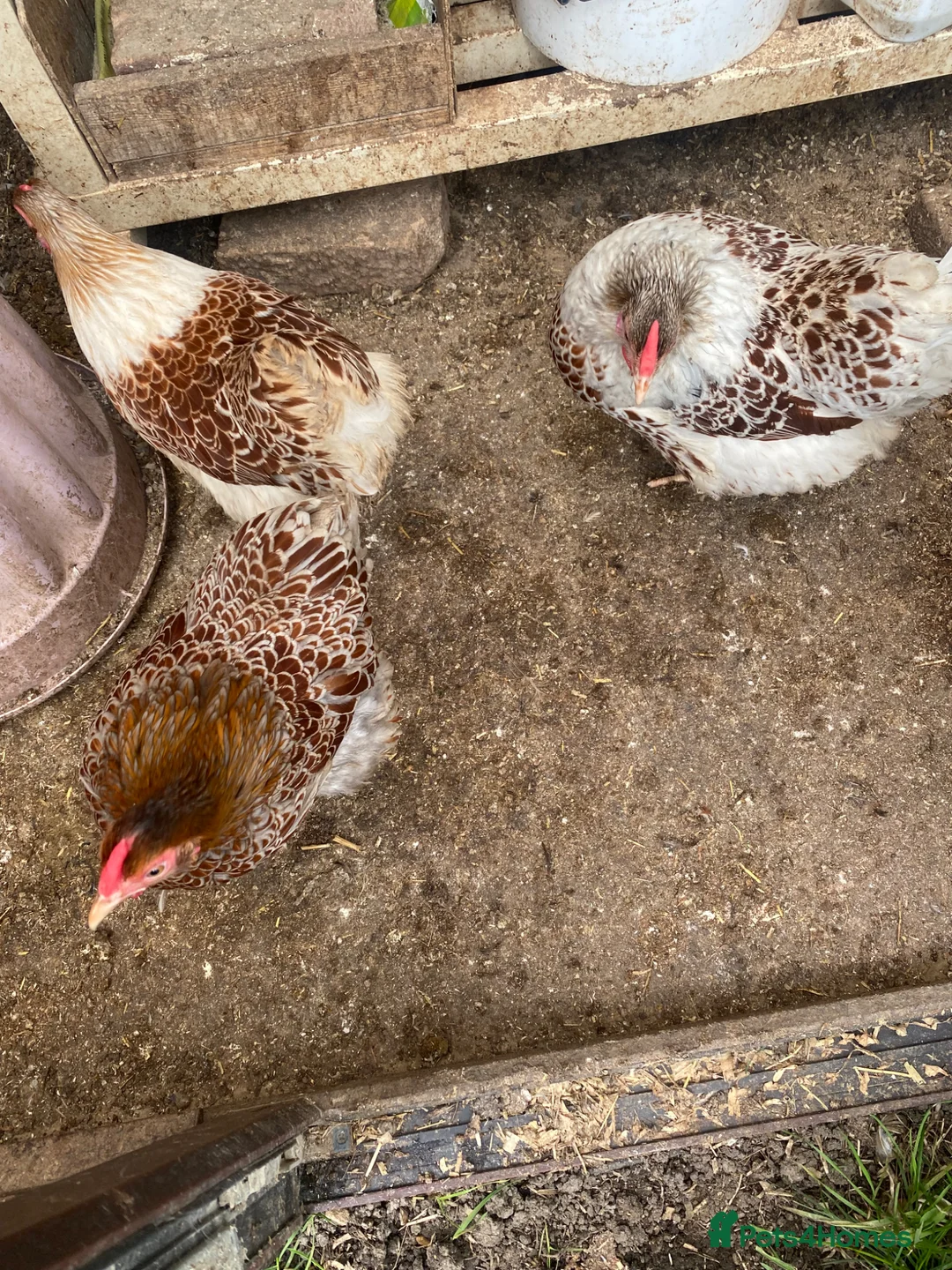 Chickens poultry for sale: Beautiful chicken , eggs , see details for price  - Advert 2