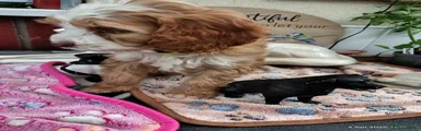 Cockapoo Puppy 2