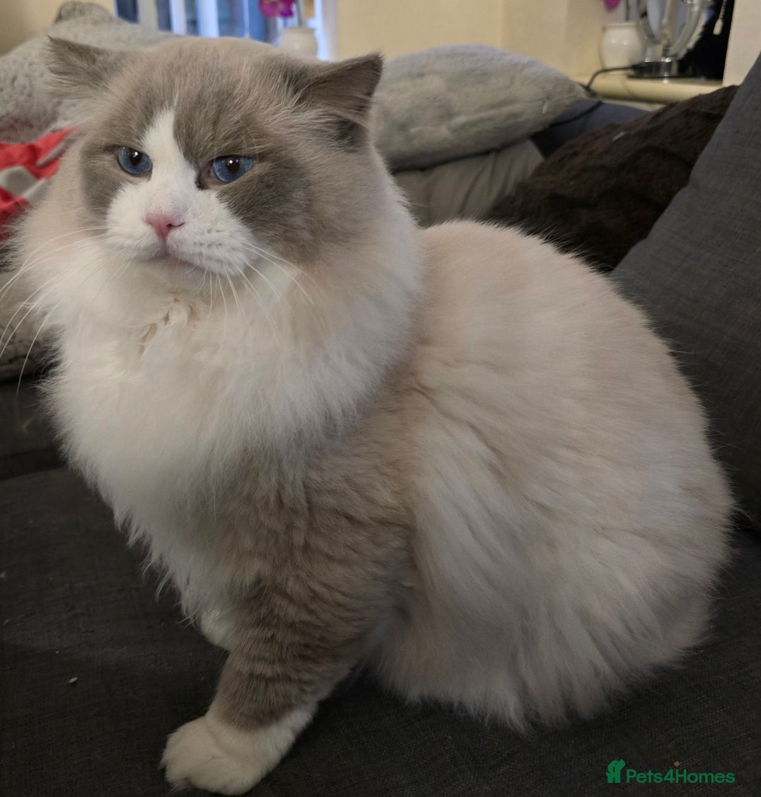 Ragdoll cats for stud: Charles - TICA and Gccf registered active boy  in Bournemouth - Advert 26