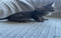 Mixed Breed cats for sale: Tabby kittens for sale - Image 4