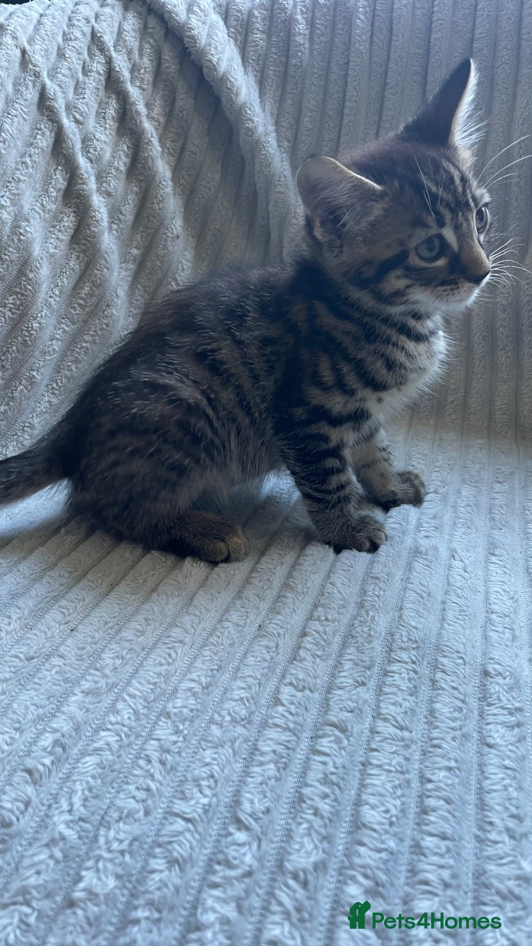 Mixed Breed cats for sale: Tabby kittens for sale - Image 4