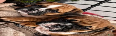English Bulldog 1