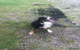 Border Collie dogs for sale: 2 year 9 months Border Collie male - Image 3