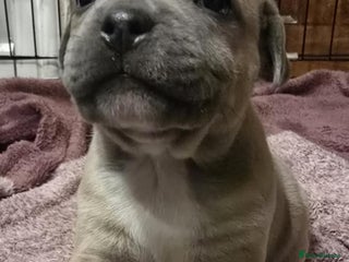 Staffordshire Bull Terrier dogs Red blue brindle Puppys Staffordshire bull terier - Advert 6