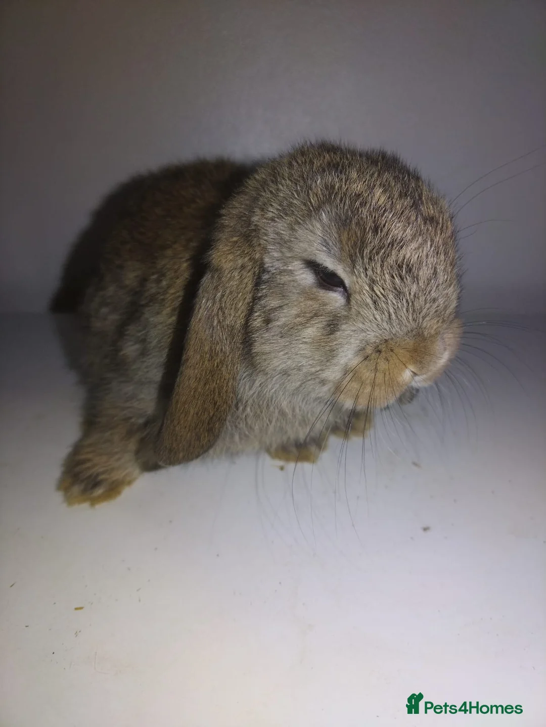 Lionhead rabbits for sale: Mini double maned lionheads and mini lops  - Advert 22