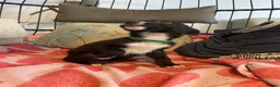 Mixed Breed dogs for sale: Collie cross puppies  - Advert 28
