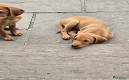 Labrador Retriever dogs for sale: Last Beautiful Fox Red KC Reg Lab Pups READY NOW - Image 2