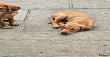 Labrador Retriever dogs - Advert 2