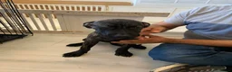 Mixed Breed dogs for sale: Cane corso cross staffs in Birmingham - Advert 4