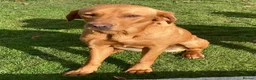 Mixed Breed dogs for sale: F1 Labrador x Vizsla Puppies - Advert 16