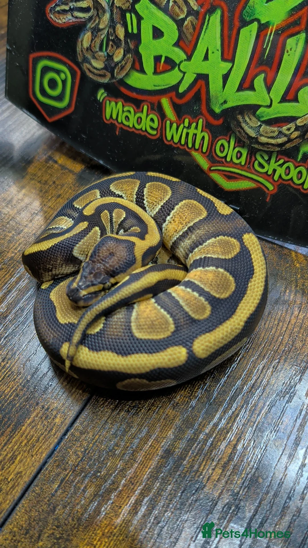 Python Snake reptiles for sale: Enchi stranger 100% het clown  - Advert 2