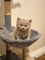 British Shorthair cats - Advert 4