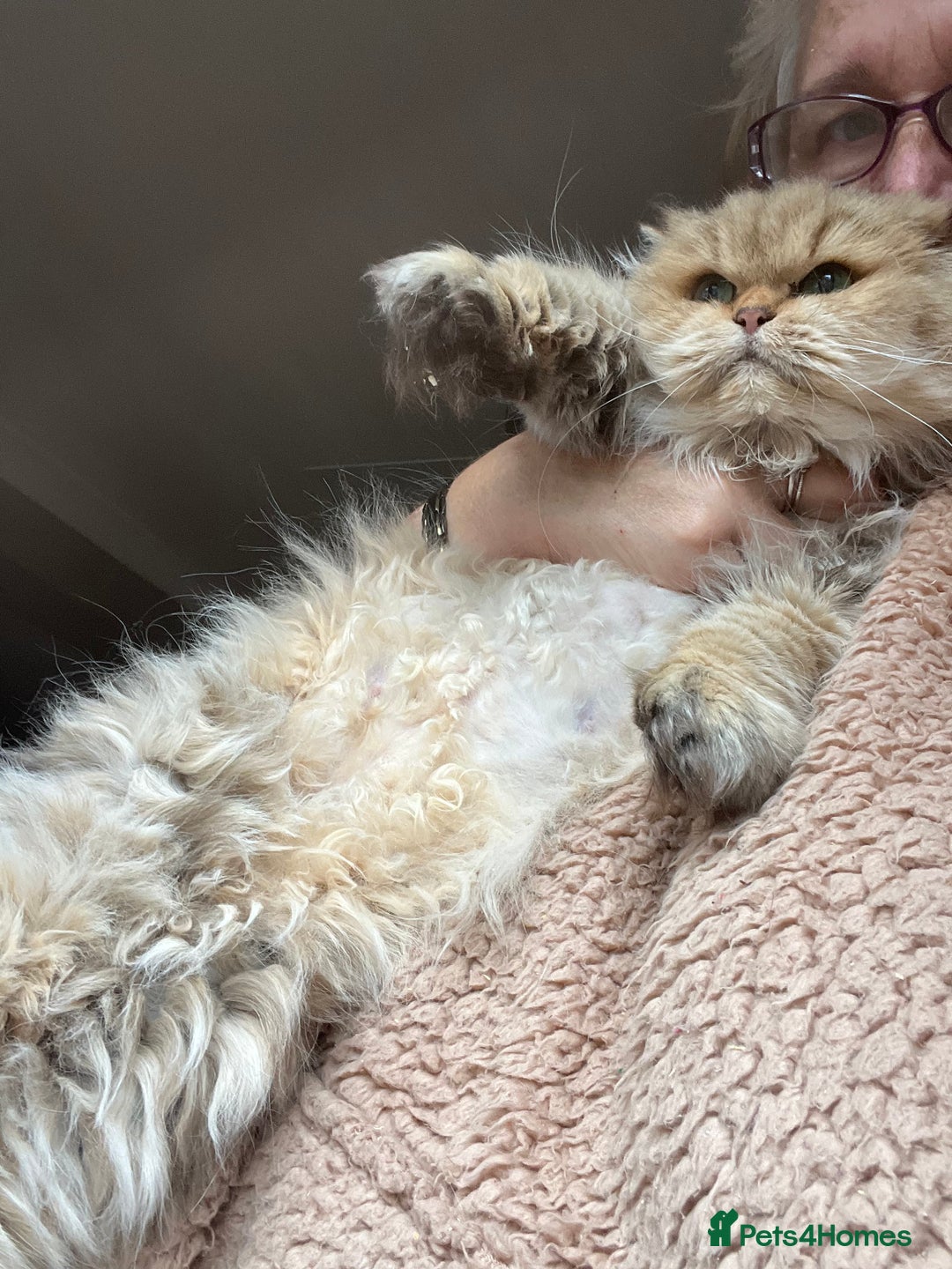 British Longhair cats for sale: Gorgeous Gccf female British Longhair - Advert 3