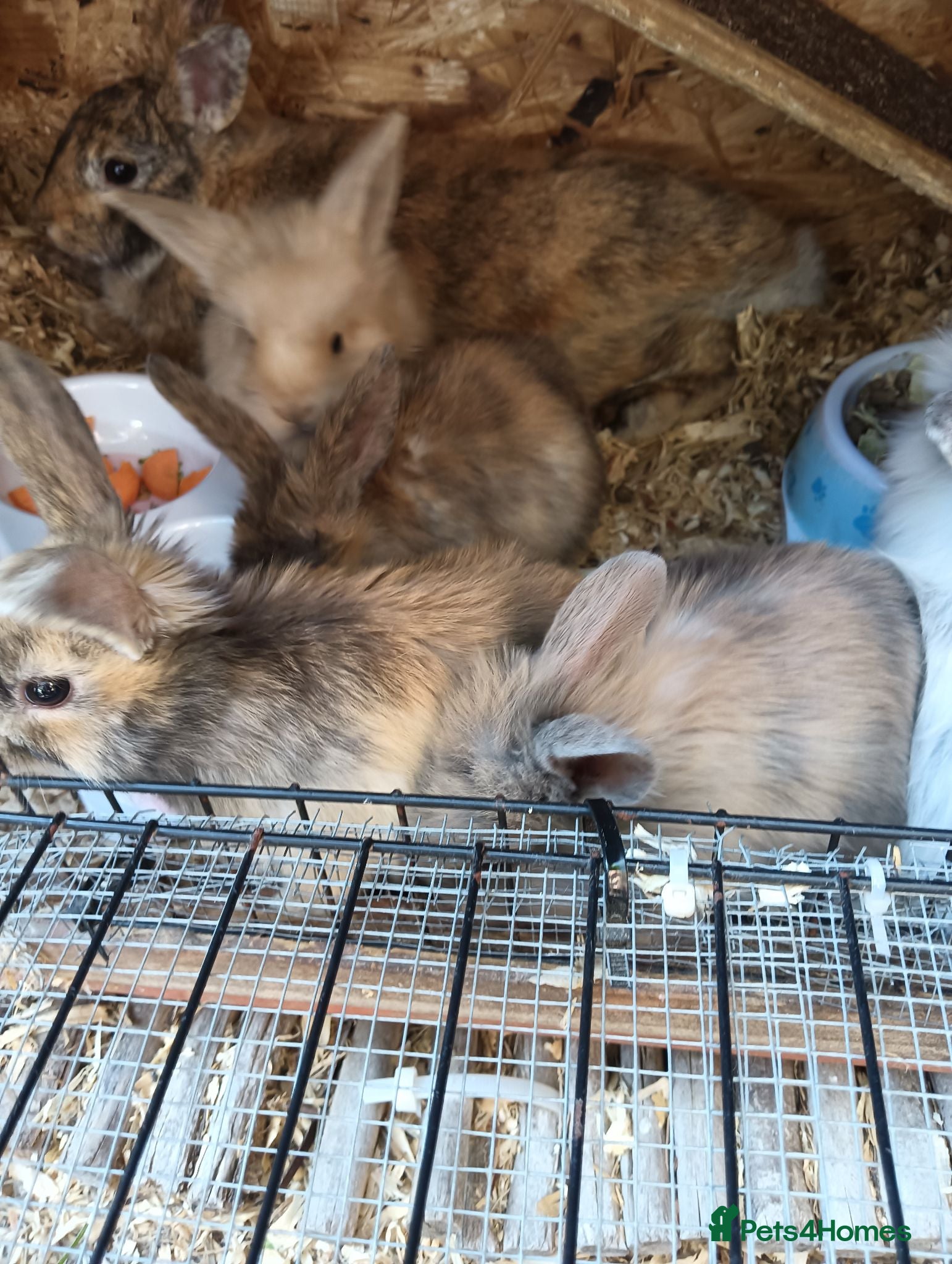 Mixed Breed rabbits Baby rabbits  - Advert 2