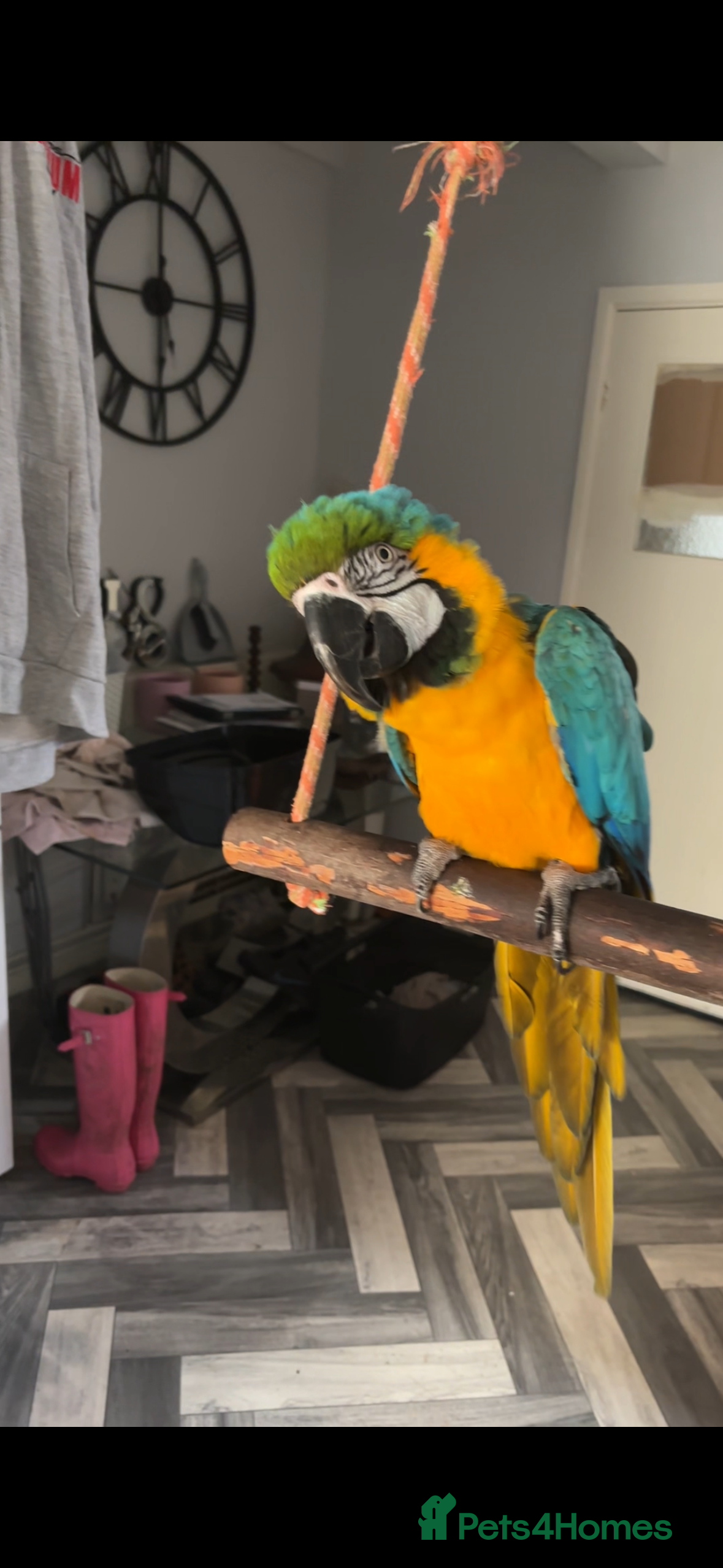 Macaws birds Macaw for sale - Advert 2