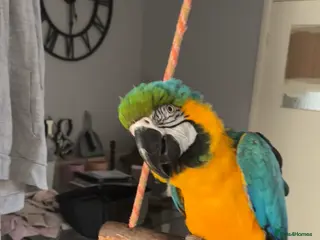 Macaws birds Macaw for sale - Advert 2