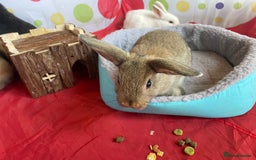 French Lop rabbits for sale: French lop mixed baby rabbits ready to go - Image 18