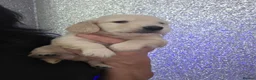 Miniature Dachshund dogs for sale: Clear cream miniature long-haired Dachshunds - Advert 2
