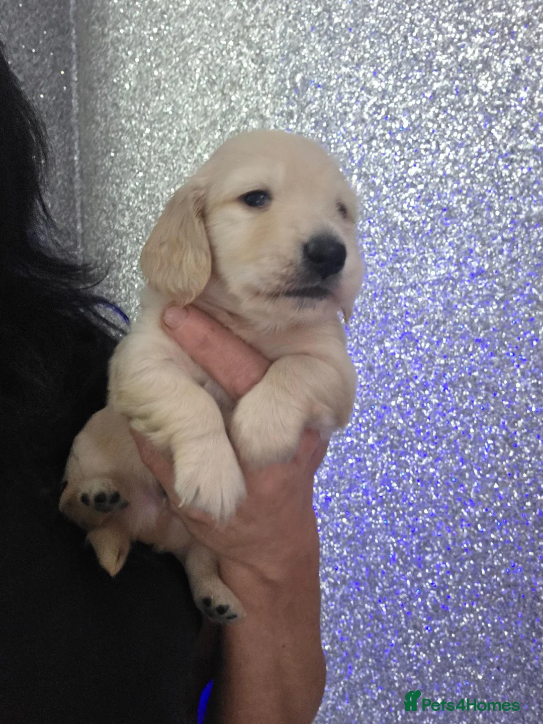Miniature Dachshund dogs for sale: Clear cream miniature long-haired Dachshunds - Advert 2