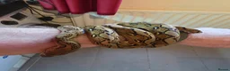 Python Snake reptiles for sale: Reticulated pythons  - Advert 6