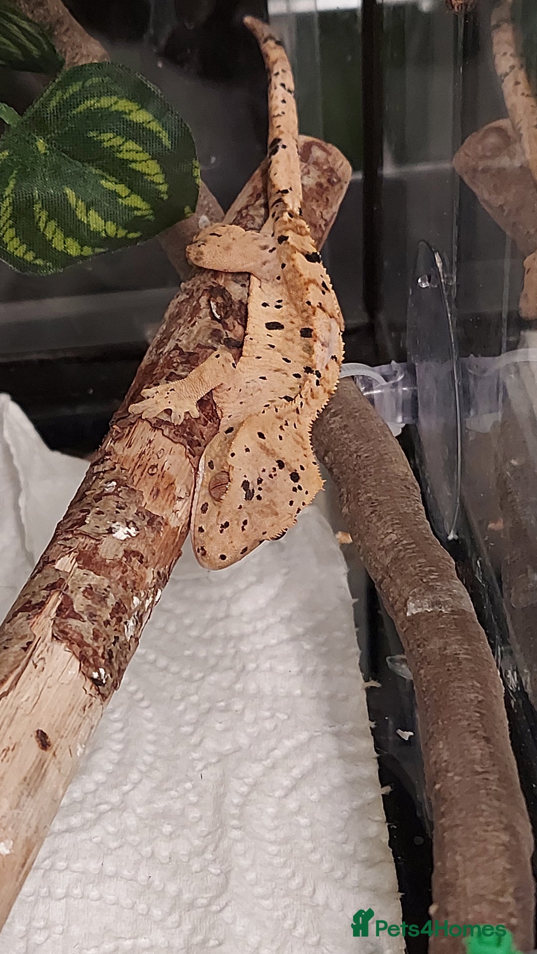 Gecko reptiles for sale: Crested geckos various ages mostly Dalmatians  - Advert 2