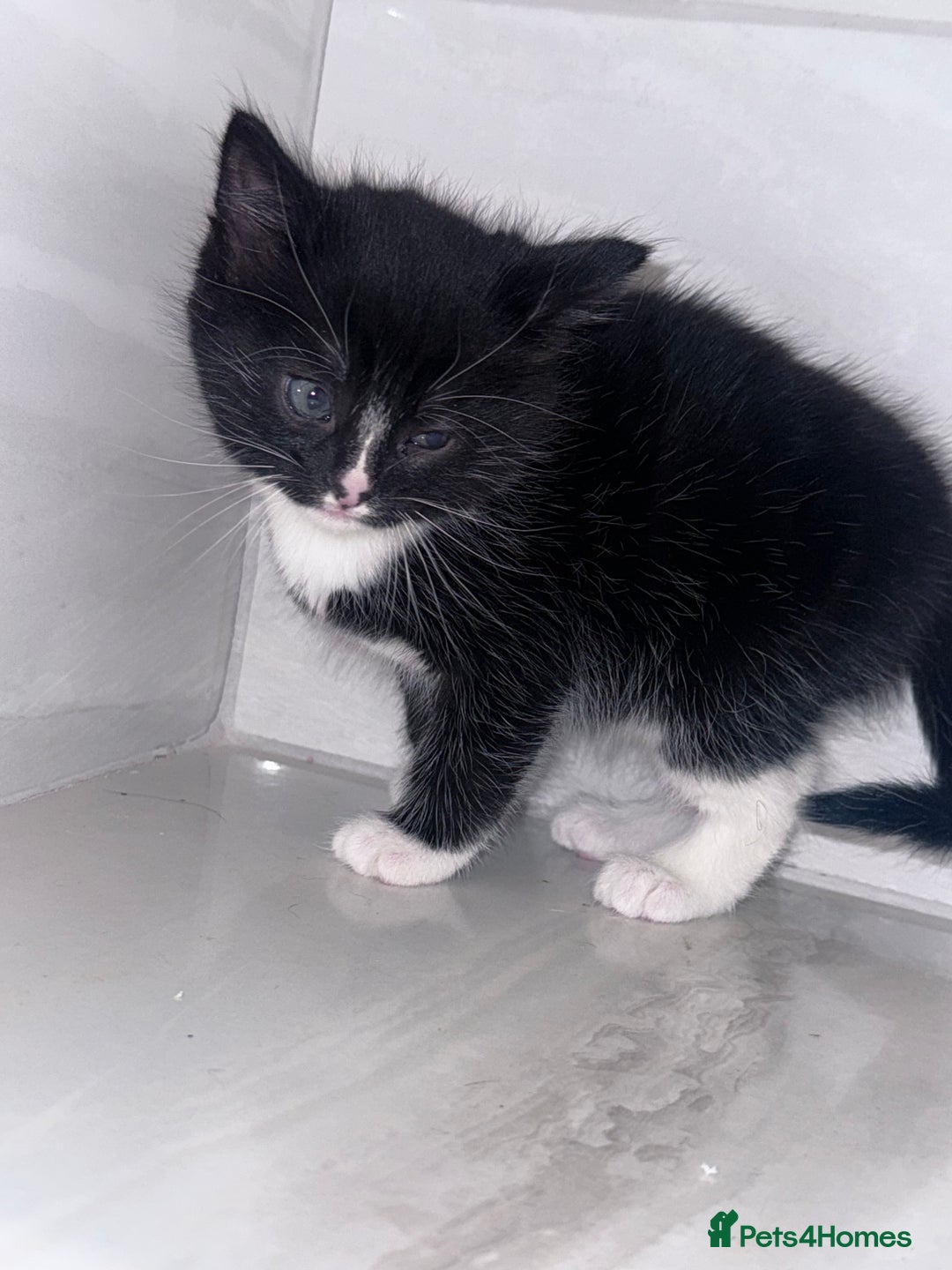 Mixed Breed cats for sale: Kittens - Advert 2