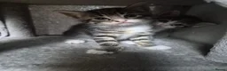Mixed Breed cats for sale: Kittens - Advert 18