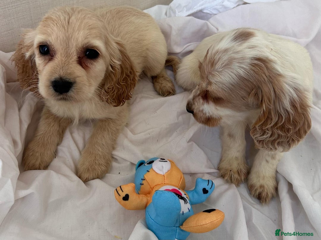 Cockapoo dogs for sale: Stunning cockapoo puppies - Image 19