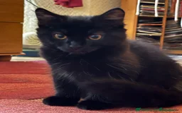 Mixed Breed cats for sale: £30 Three adorable kittens ready immediately  - Image 13