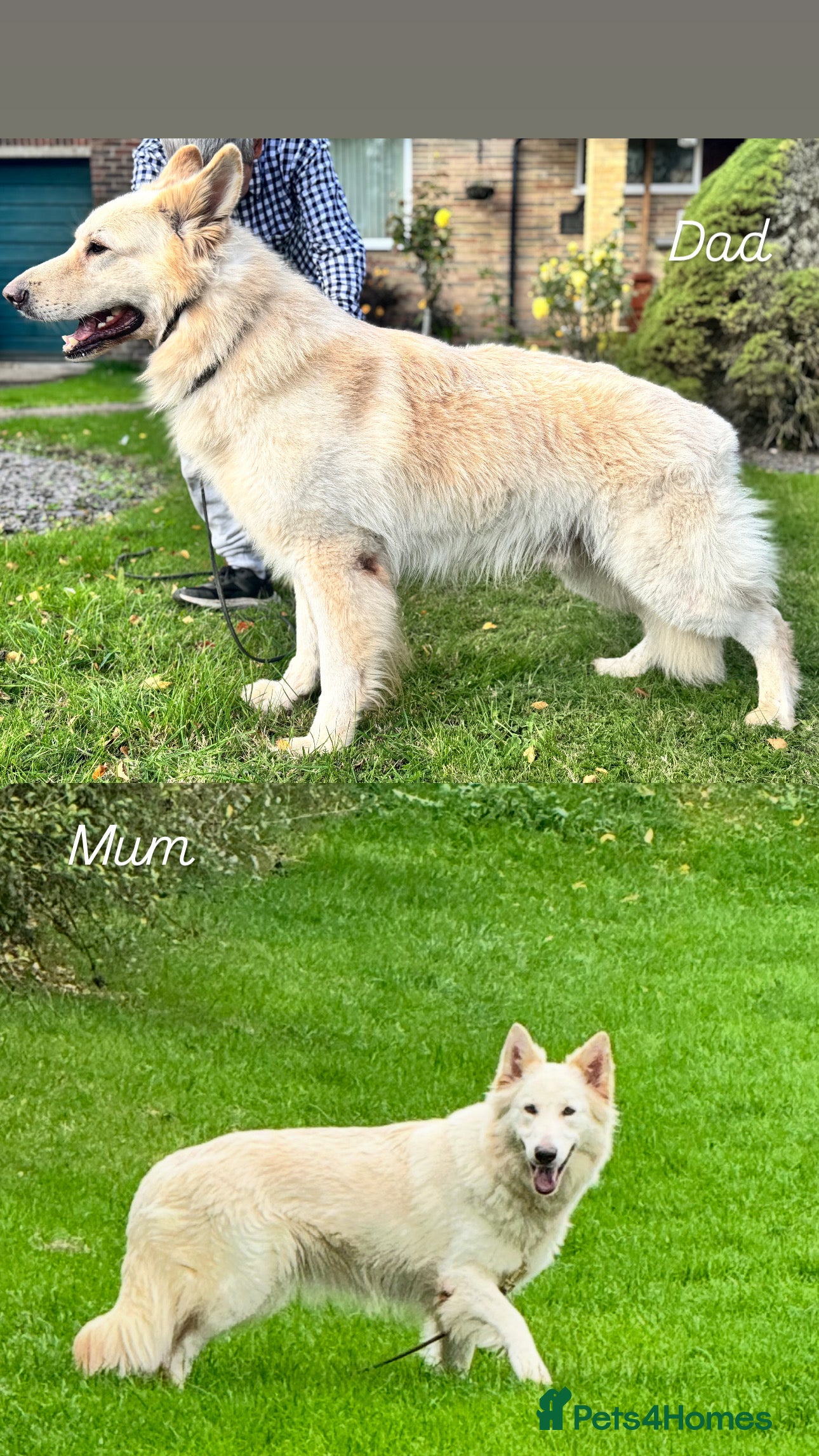 German Shepherd dogs KC REG STRAIGHT BACKED FULL WHITE GSD PUPS  - Advert 10