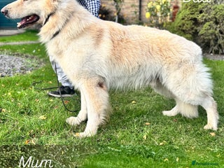 German Shepherd dogs KC REG STRAIGHT BACKED GSD PUPS COMING SOON!!! - Advert 1