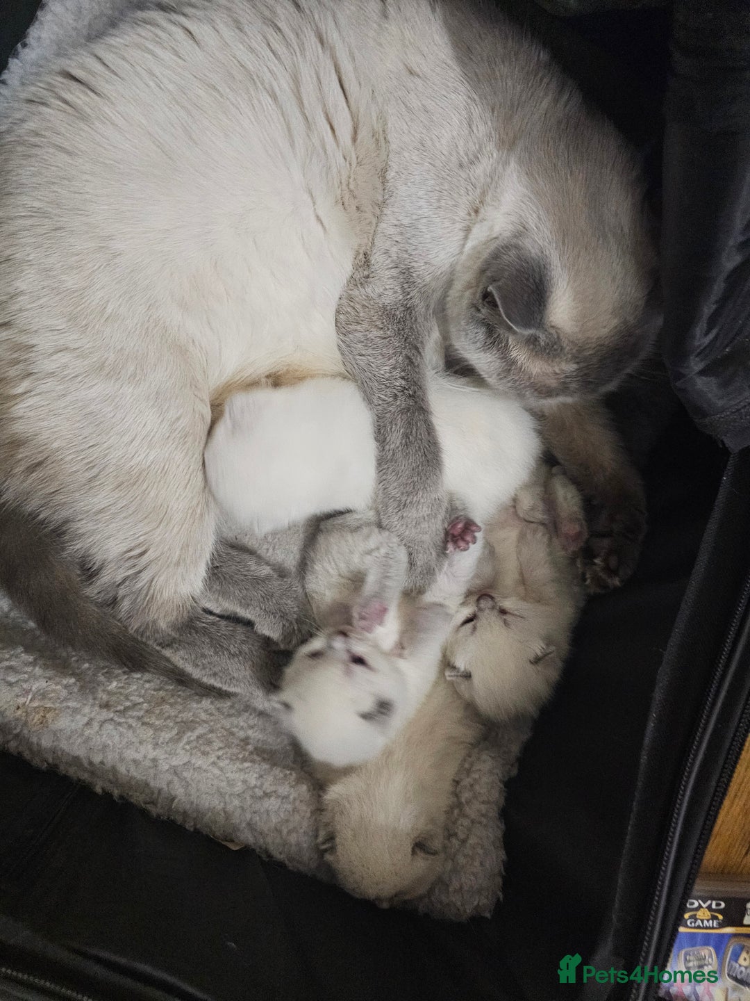 British Shorthair cats for sale: Colourpoint British Shorthair Blue lilac - Advert 2