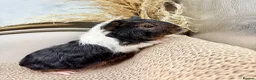 Guinea Pig rodents for sale: LOTS OF FEMALE GUINEA PIGS AVAILABLE  - Advert 3