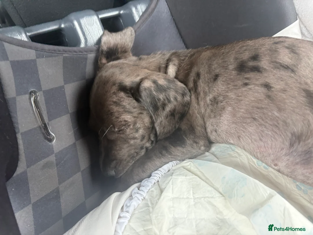 Mixed Breed dogs for sale: Coco  - Advert 2