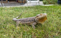 Bearded Dragon reptiles for sale: Female bearded dragon complete with enclosure  - Image 2