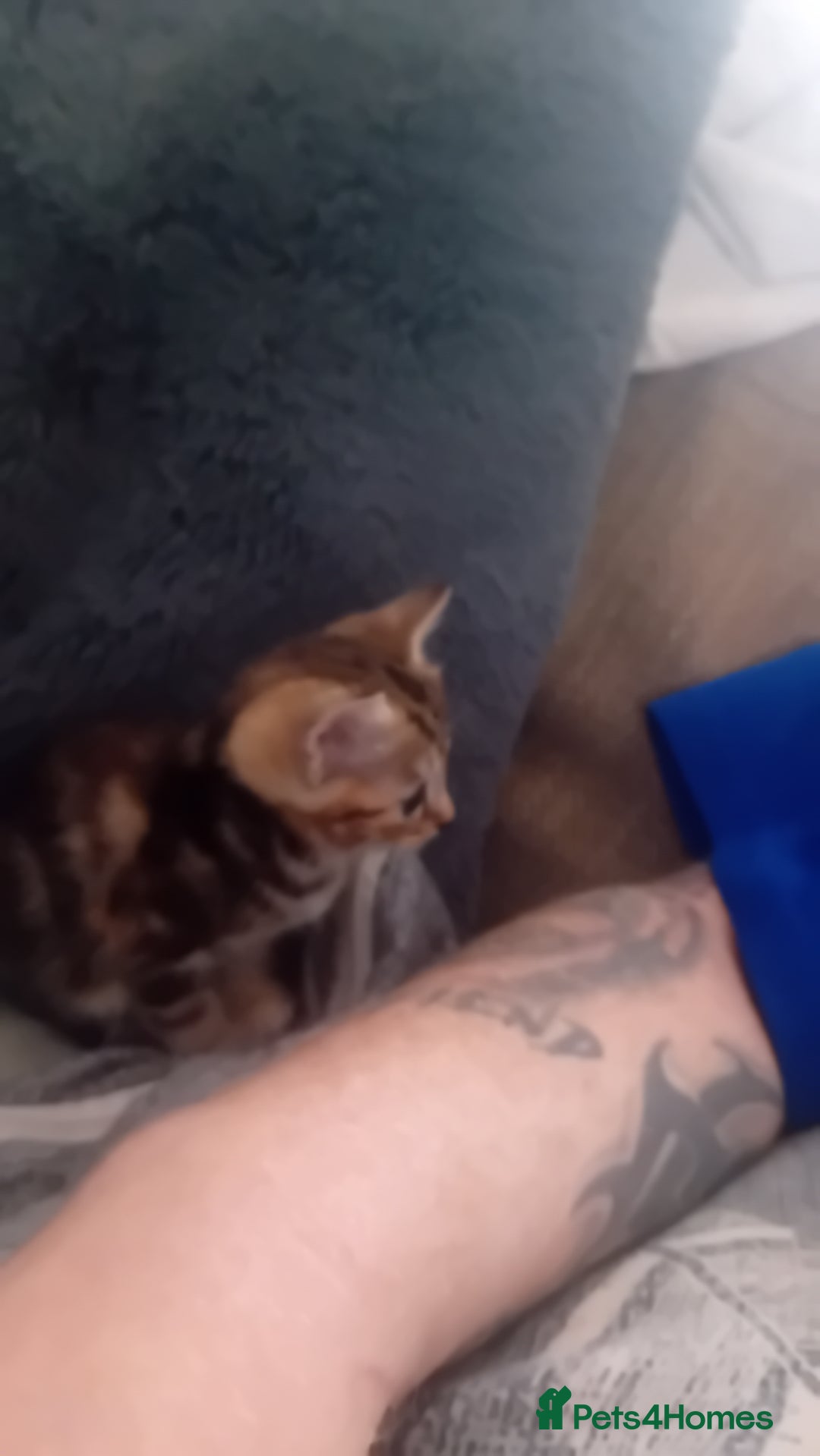 Bengal cats for sale: Bengal cross kittens  - Image 2