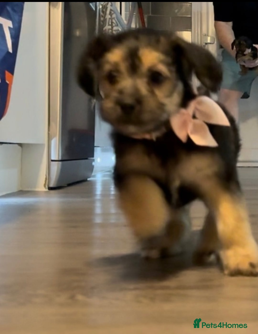 Mixed Breed dogs for sale: Shihtzu cross cocapoo (shihpoo) puppies  - Advert 16